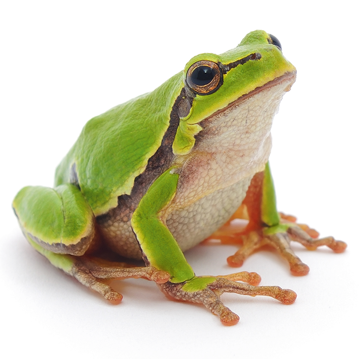 Frog